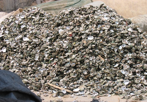 死去的鲍鱼苗种堆成了一座小山